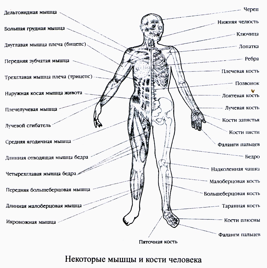 Какие части тела у человека. Строение основных частей тела и их функции. Анатомическое название частей тела человека. Туловище анатомия названия частей. Анатомия человека название частей тела наружных.
